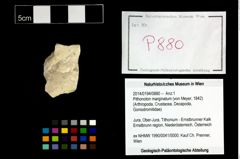 Foto (Objekt + Etikett) von Pithonoton marginatum (von Meyer, 1842)  (NHMW-GEO-2014-0194-0880)